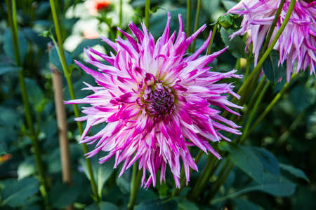 colorful dahlia flowers in a riot of colorsの写真素材