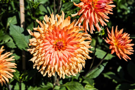 colorful dahlia flowers in a riot of colorsの写真素材