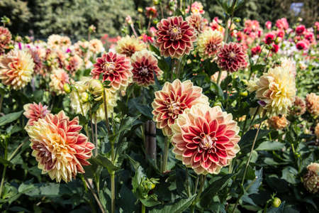 colorful dahlia flowers in a riot of colorsの写真素材