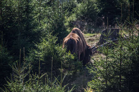 Flock of bison in the forests of the Rothaar Mountains