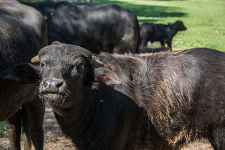 black herd of cattle on pasture