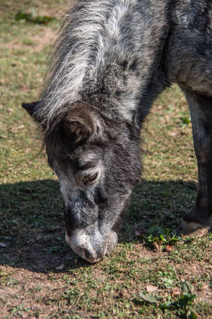 Pony grazing on pastureの写真素材