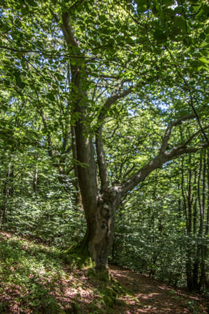 Old beech tree on the roadsideの写真素材