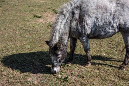 Pony grazing on pastureの写真素材