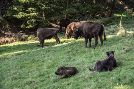 Flock of bison in the forests of the Rothaar Mountainsの写真素材