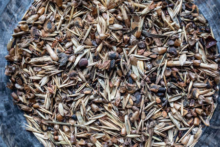 Grass seeds under the magnifying glassの写真素材