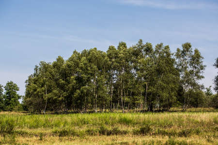 individual trees in the moorland