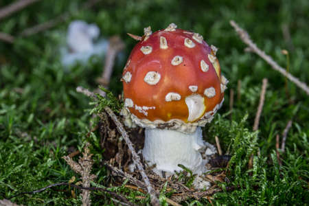 poisonous toadstool with white red speckled capの写真素材