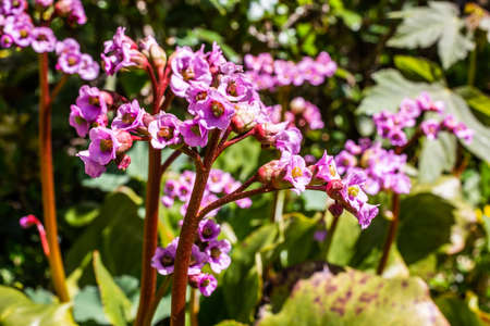 Wildflowers with purple flowers