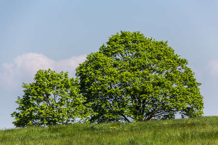 large trees in a wide meadow