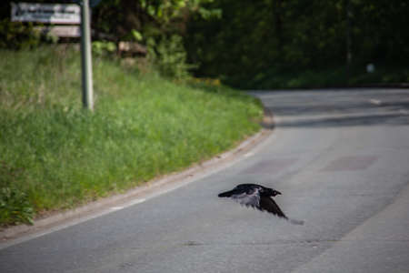 black rook on the meadowの写真素材