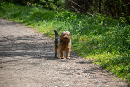 stray dog â€‹â€‹as a hybrid on forest road