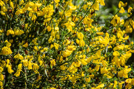 colorful flower meadow in summerの写真素材