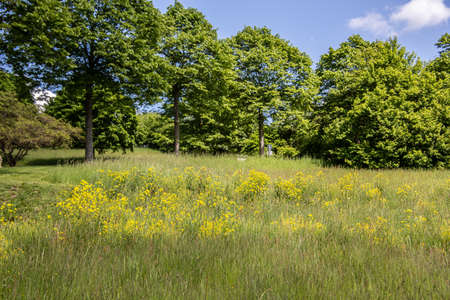 Meadow on the edge of the forest in summerの写真素材
