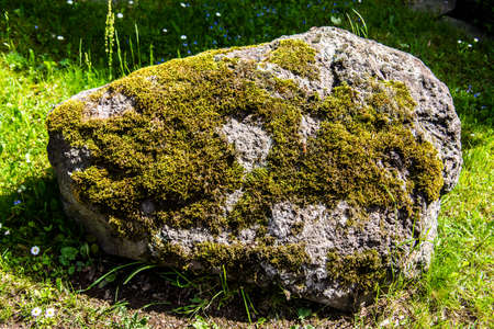 rocky boulder overgrown with moss on meadowの写真素材