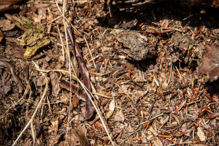 Ant nest from brown pine needles in the forest