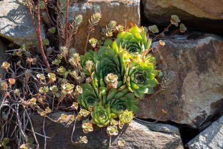 Dry stone wall with houseleek plantsの写真素材