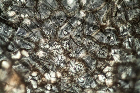 Potato starch grains under the microscope 200xの写真素材