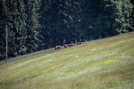 Rothaar Mountains with meadows and forests in summerの写真素材