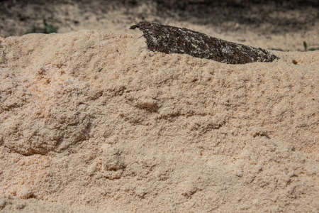 large pile of sawdust on the edge of the forest