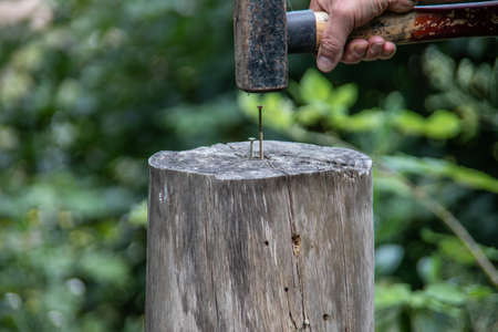 Hand with sledgehammer nails screw into tree stumpの写真素材