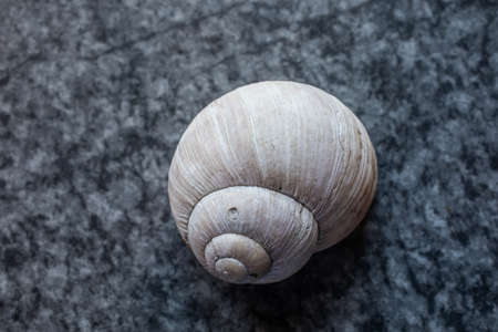 rotated shell of a snailの写真素材