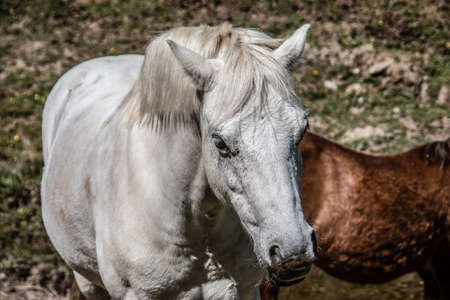 noble graceful horses in the pastureの写真素材
