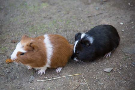 brown white guinea pigs as petsの写真素材