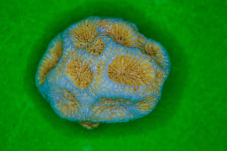 fossilized limestone skeleton of corals