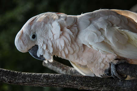 Cockatoo sits in the treeの写真素材