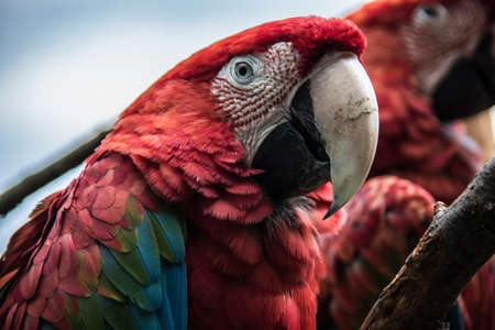 red blue green big parrots from south americaの写真素材