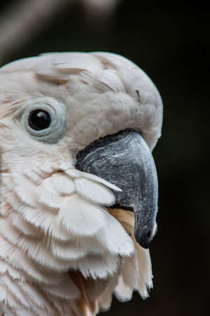 Cockatoo sits in the tree