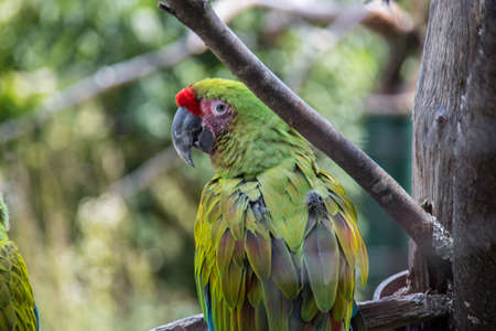 colorful big blue, red, green parrots in the treeの写真素材