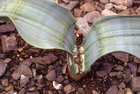 African desert plant Welwitschia with its two leavesの写真素材