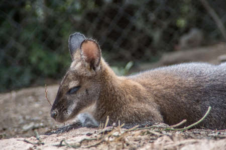 dwarf kangaroo squats in the sandの写真素材