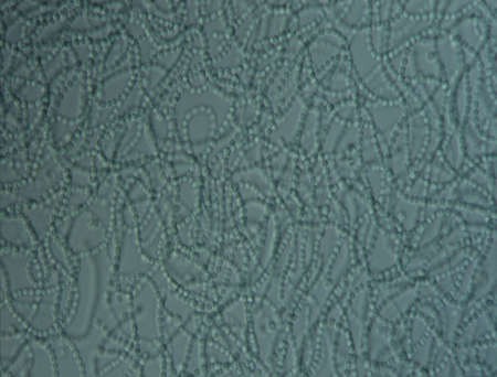 Blue-green algae in drops of water 100x