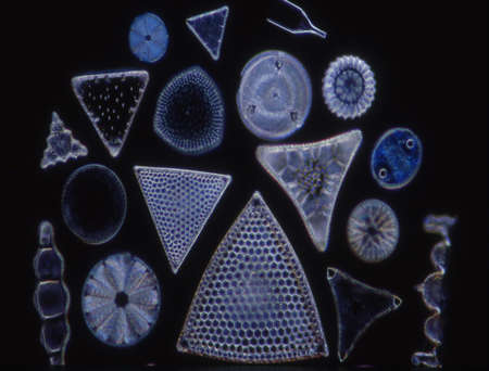 Diatoms from the sea under the microscope 100x
