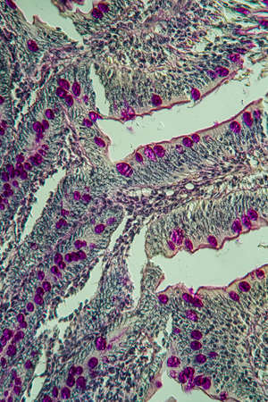 Small intestine pig tissue across 100x