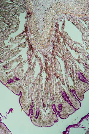 Cross-section through the intestine with glands 200xの写真素材