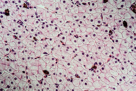 Axolot amphibians with liver cells 100x
