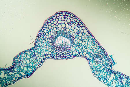 Linguster leaf cross section under the microscope 100xの写真素材