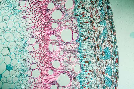 Hops branch across under the microscope, 100x