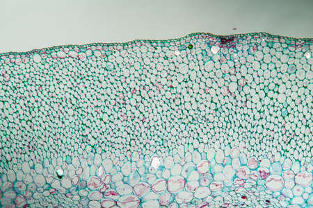 Grapevine with branch in cross section 100xの写真素材