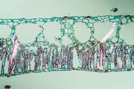 Water lily with leaf in cross section 200x