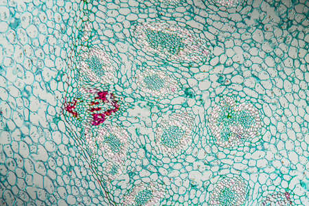 Lily of the valley with root, cross section 100x