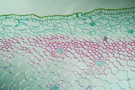 Cross section of lily with stem 100xの写真素材