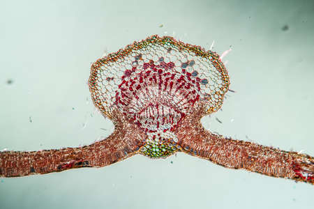 Weeping willow leaf in cross section 100x