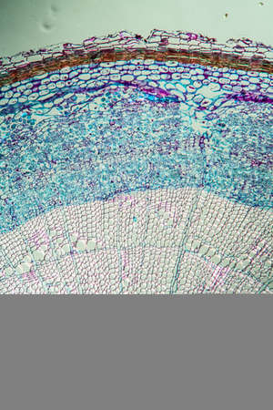 Silk bast branch in cross section 100x