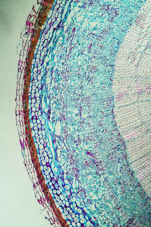 Silk bast branch in cross section 100xの写真素材