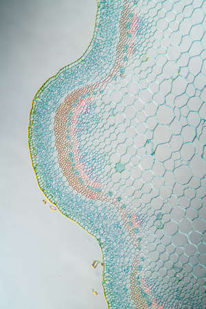 Ribwort stalk in cross section 100xの写真素材